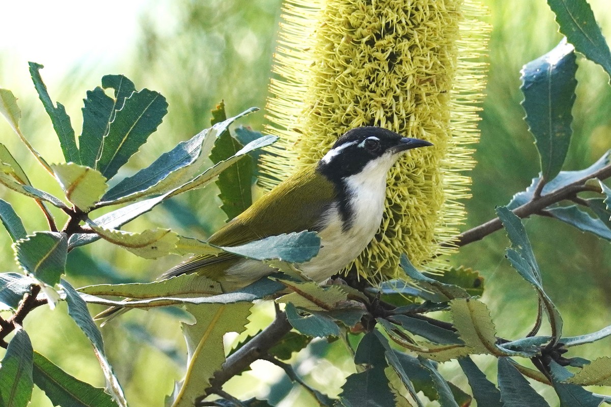 White-throated Honeyeater - Ellany Whelan