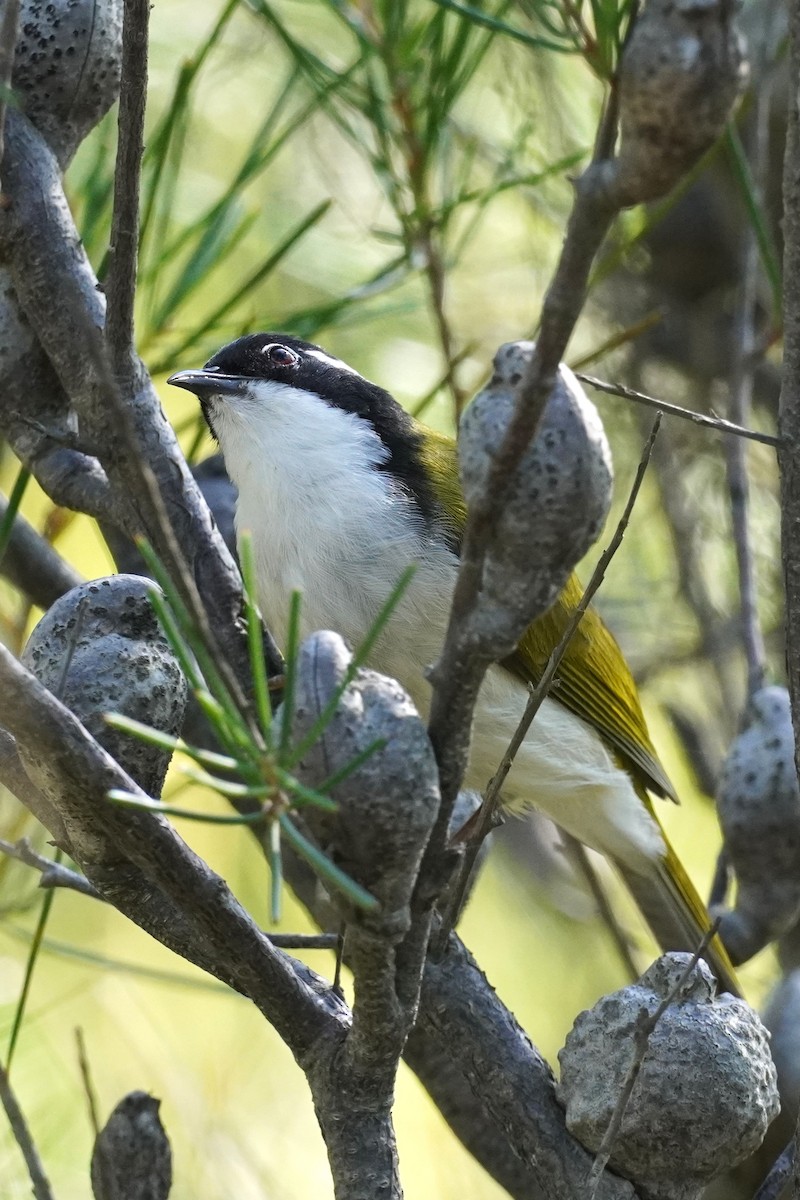 White-throated Honeyeater - ML617410239