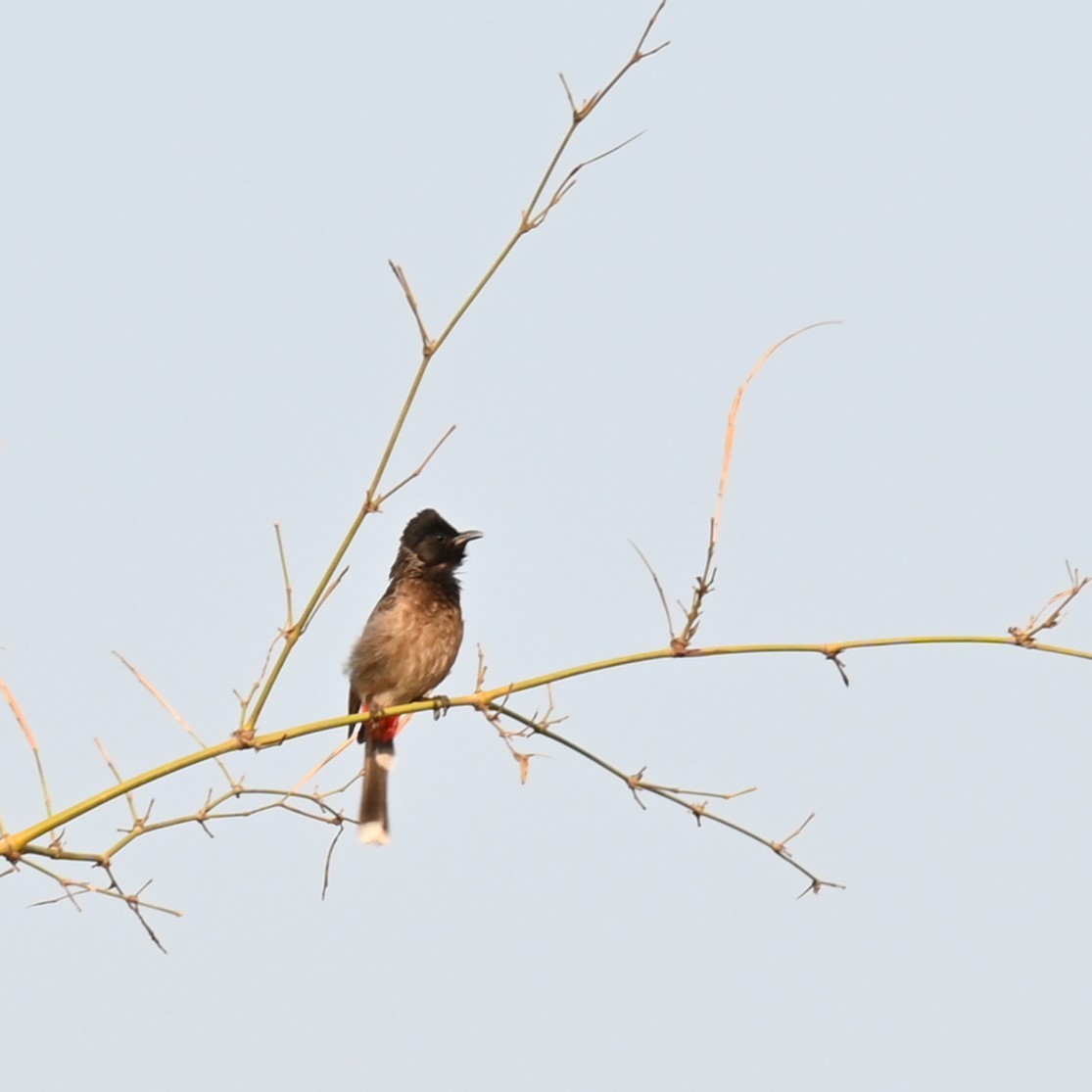 Red-vented Bulbul - ML617410257