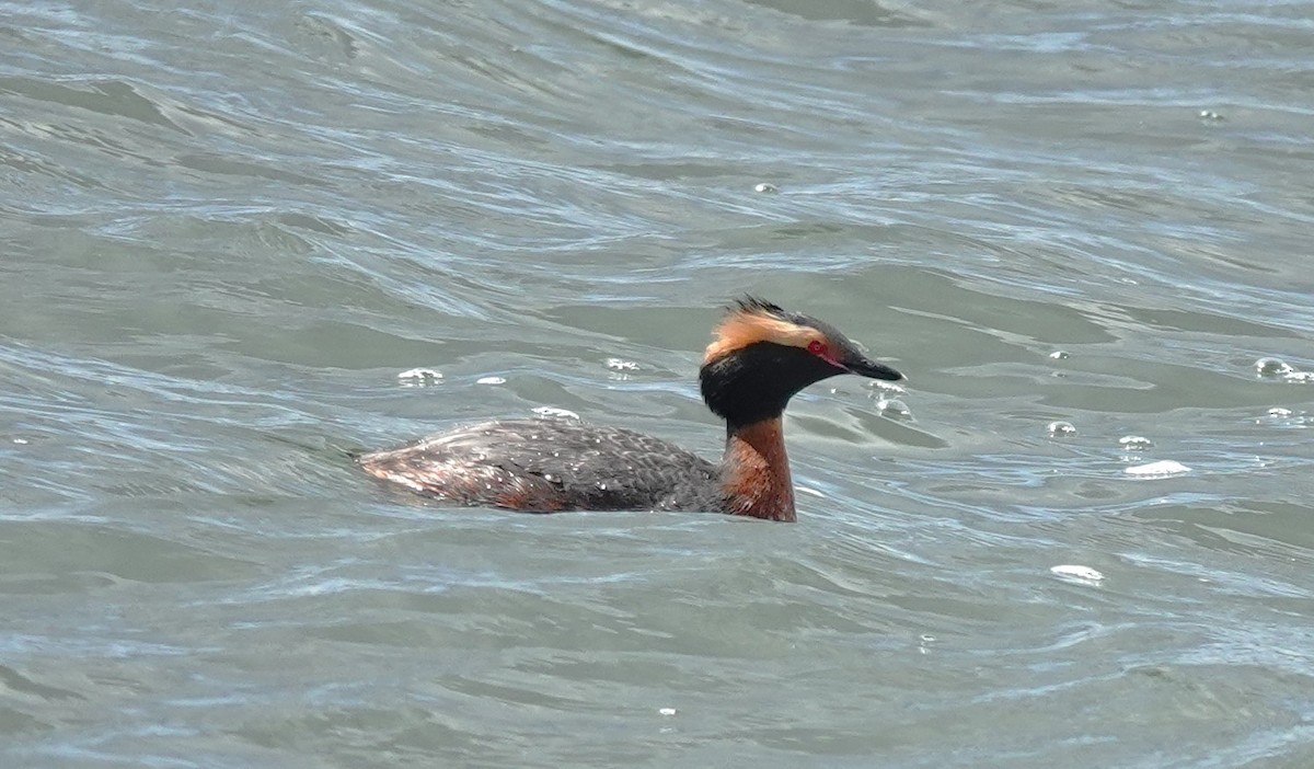 Horned Grebe - ML617410274