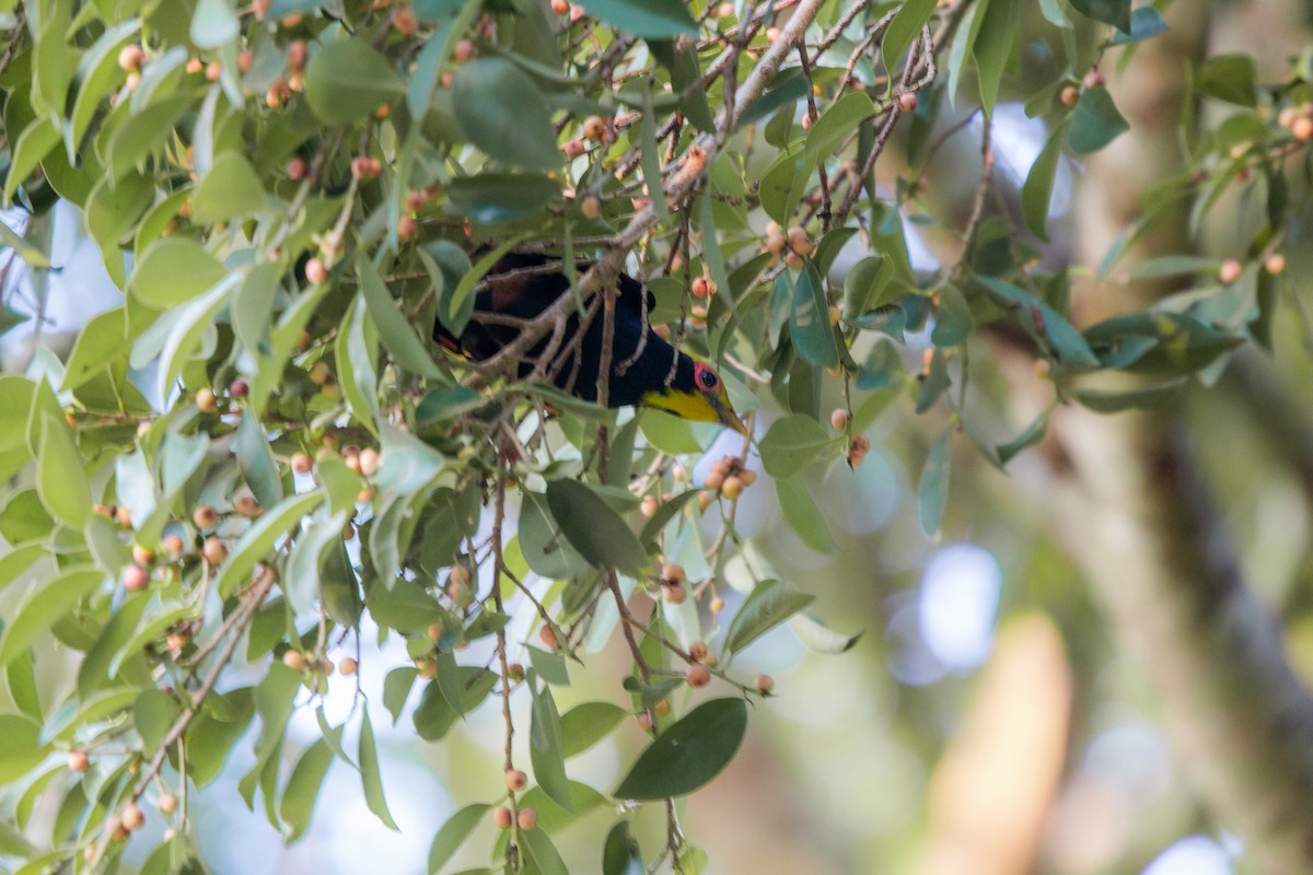 Golden-crested Myna - ML617410297