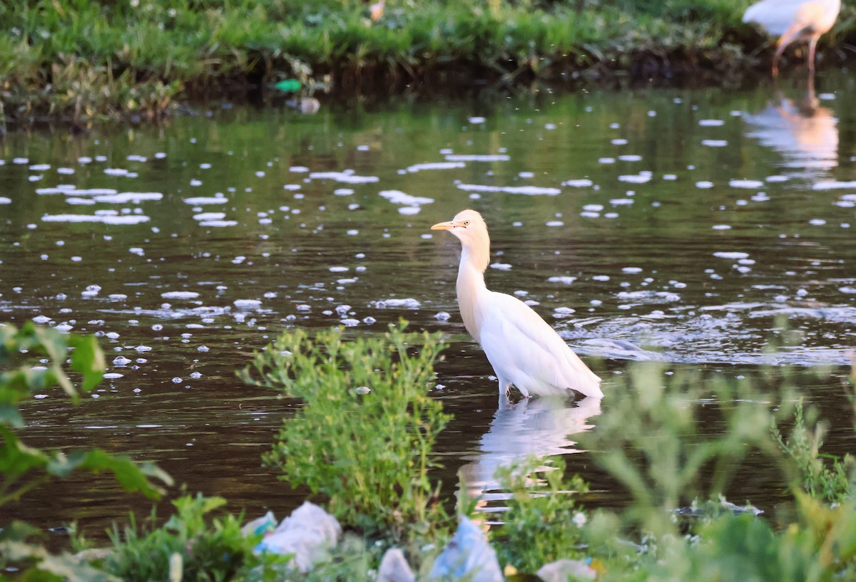 Eastern Cattle Egret - ML617410304