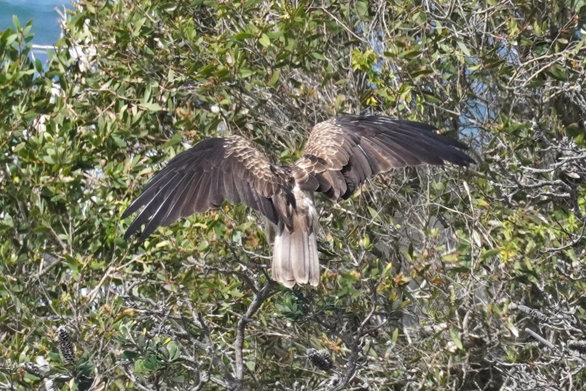 Whistling Kite - ML617410373