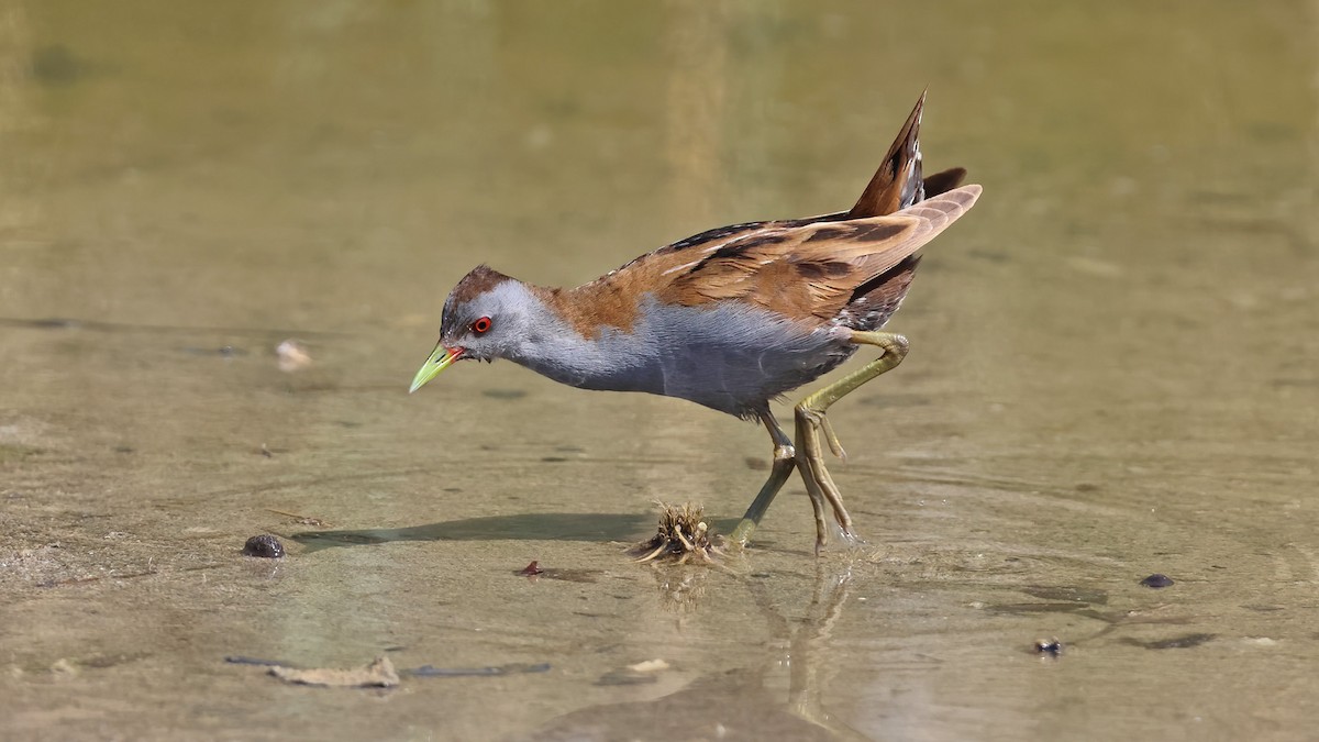 Little Crake - Tuncer Tozsin