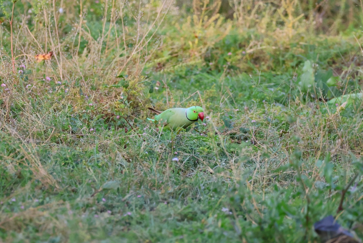 Rose-ringed Parakeet - ML617410440