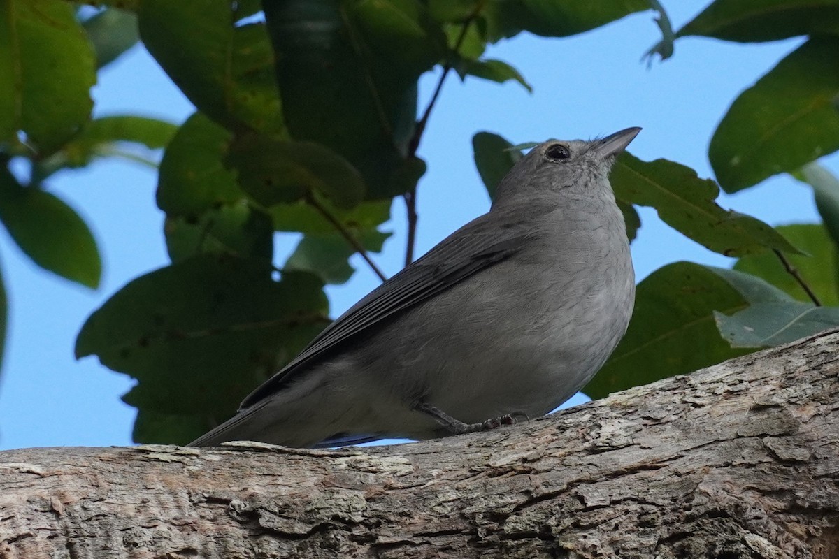 Gray Shrikethrush - ML617410448