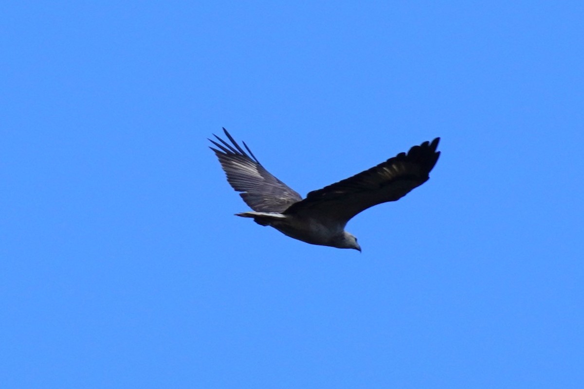 White-bellied Sea-Eagle - ML617410451