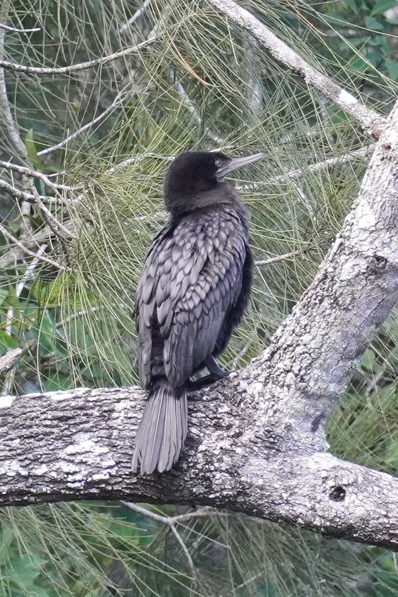 Little Black Cormorant - Ellany Whelan