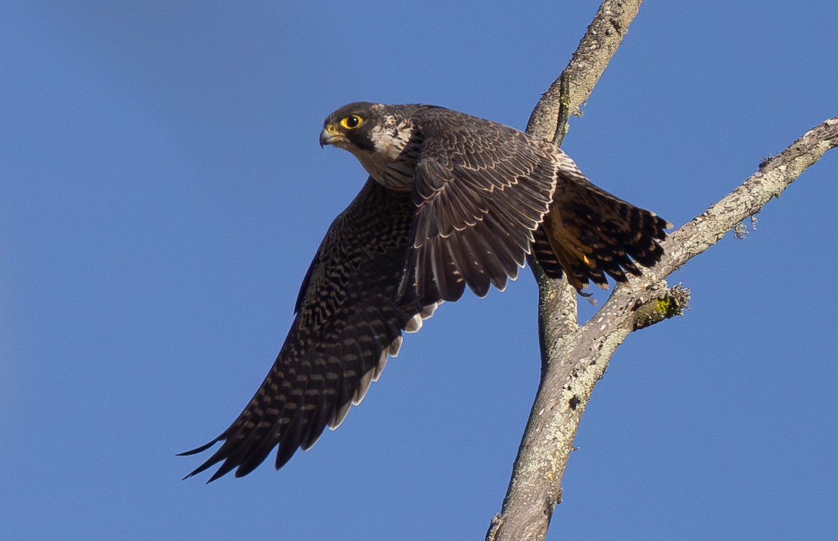 Peregrine Falcon - Michael Buckham