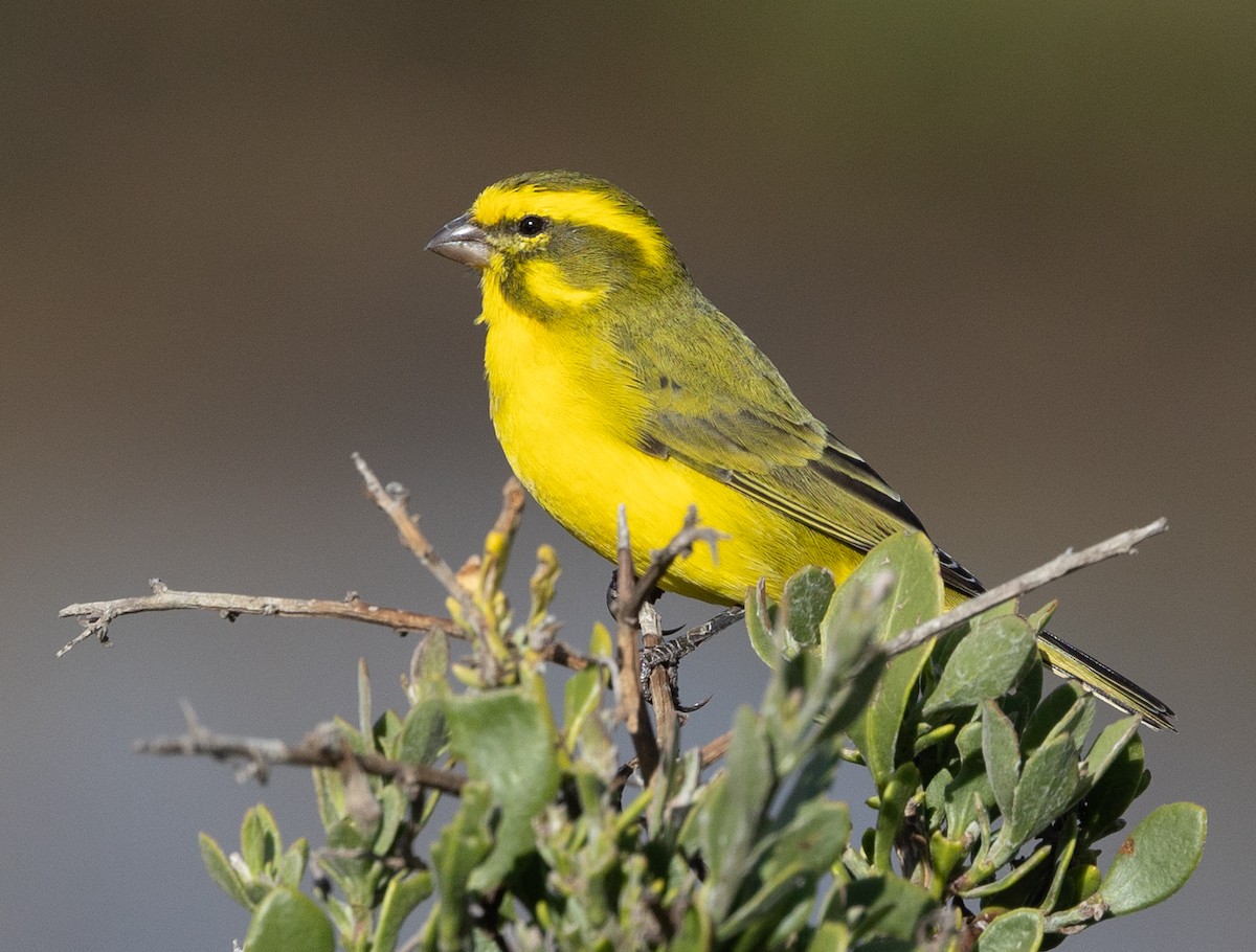 Yellow Canary - Michael Buckham