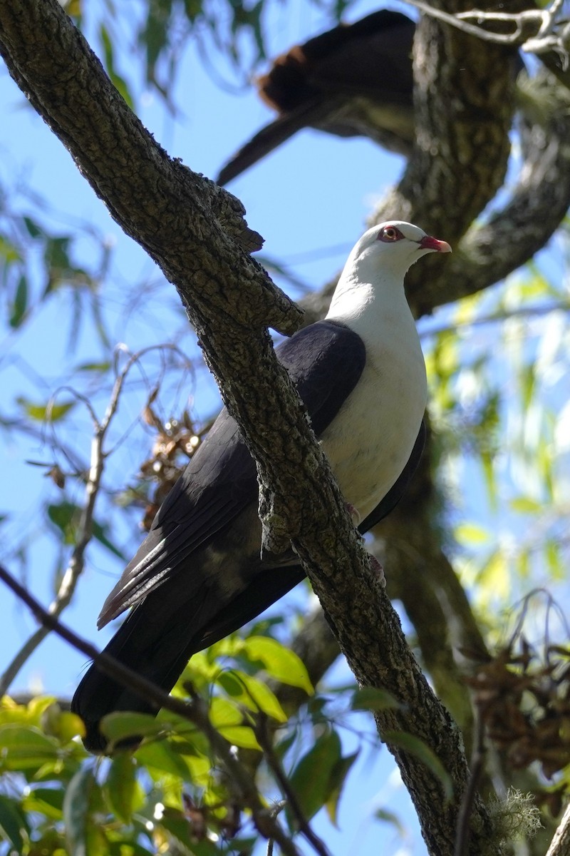 White-headed Pigeon - ML617410489