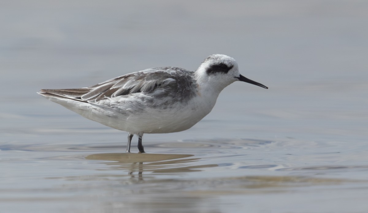 Phalarope à bec étroit - ML617410506