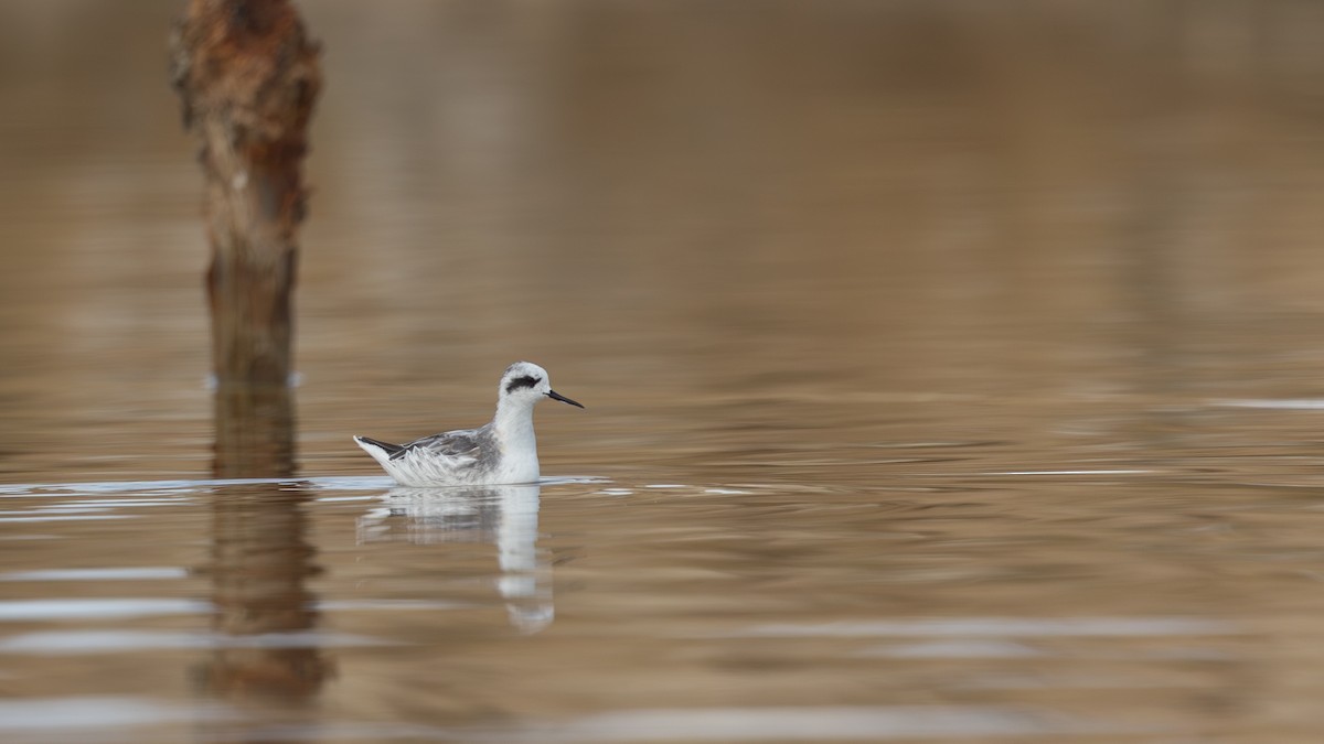 Phalarope à bec étroit - ML617410508