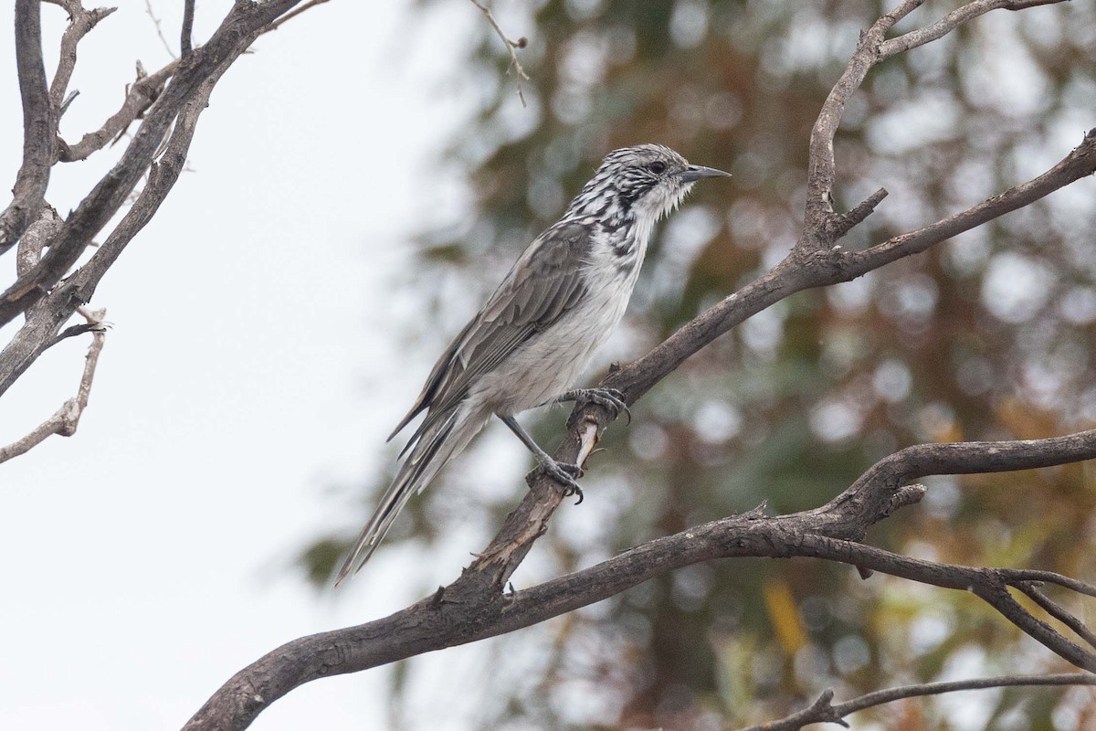 Striped Honeyeater - ML617410512