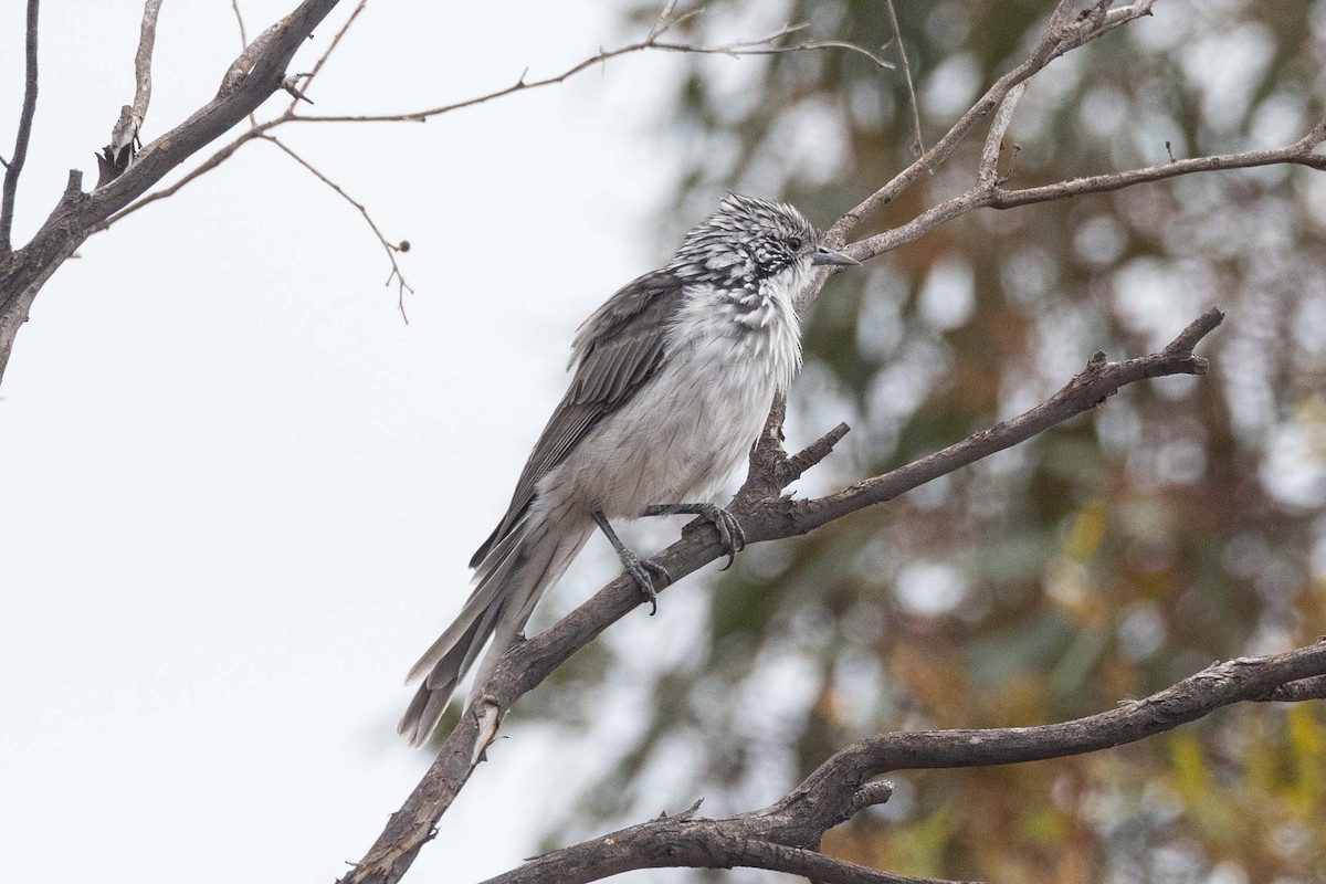 Striped Honeyeater - ML617410513