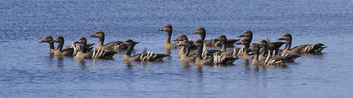 Plumed Whistling-Duck - Ellany Whelan