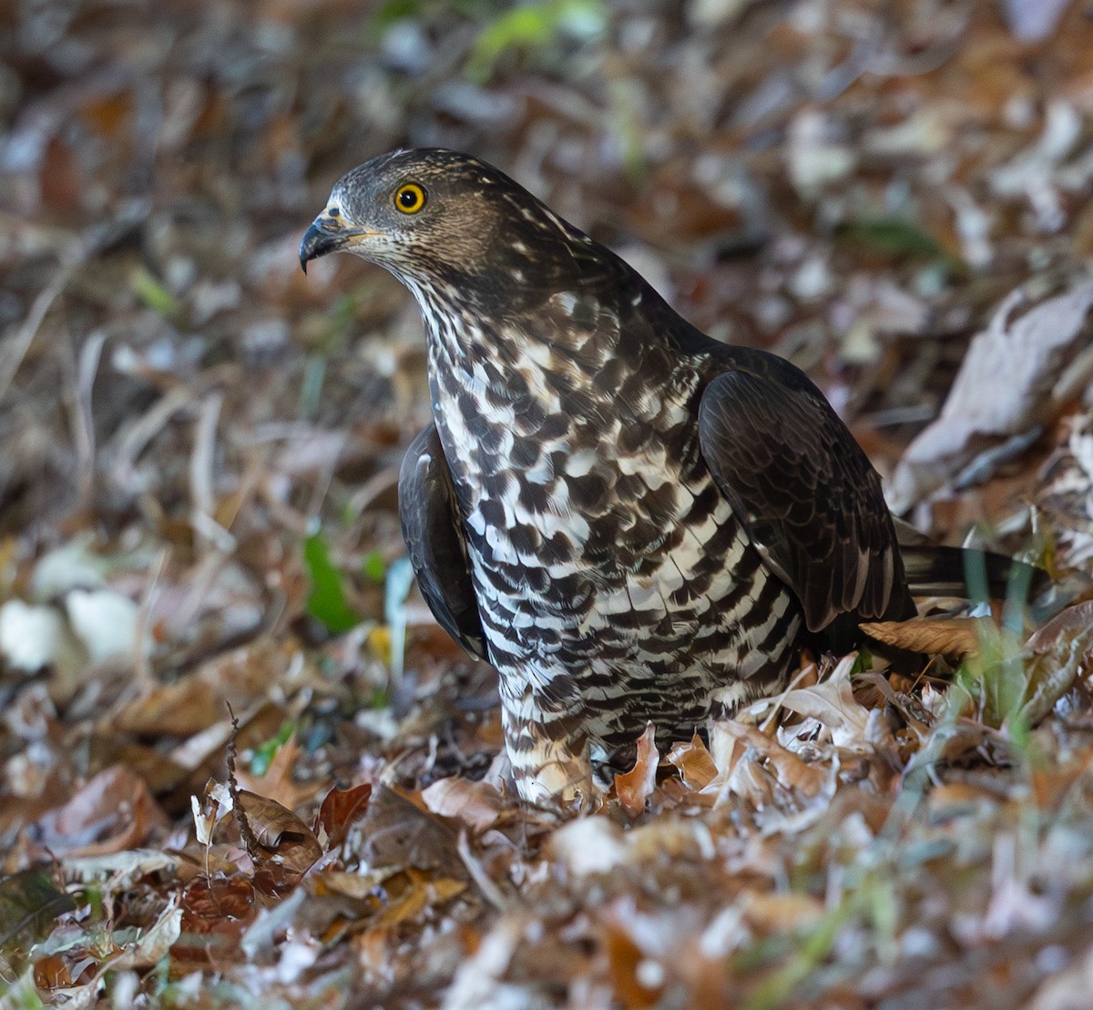 European Honey-buzzard - ML617410541