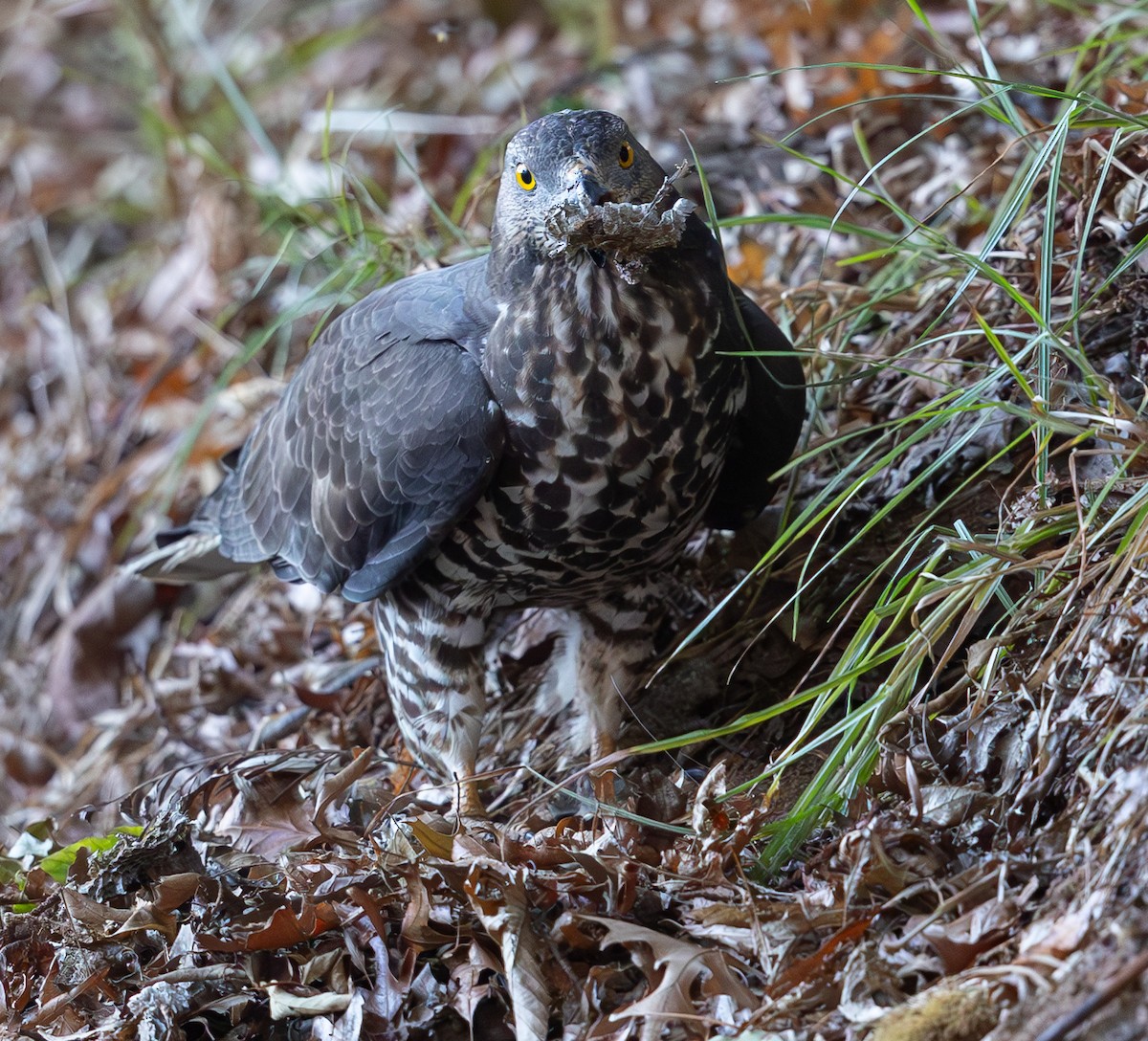 European Honey-buzzard - ML617410544