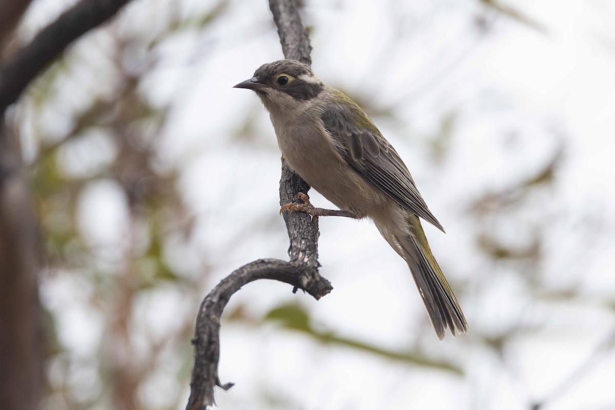 Brown-headed Honeyeater - ML617410551