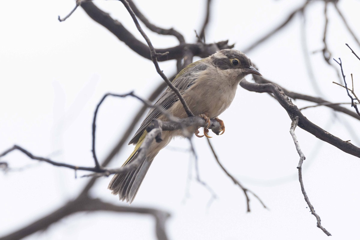 Brown-headed Honeyeater - Eric VanderWerf