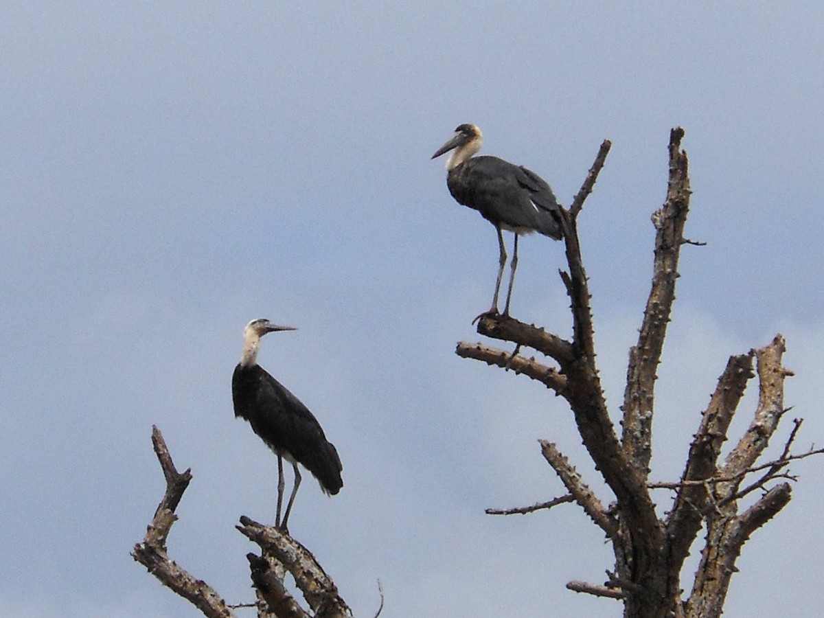 African Woolly-necked Stork - Bob Hargis