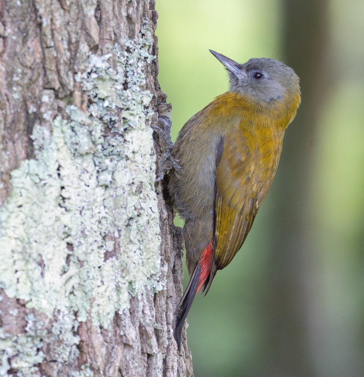 Olive Woodpecker - ML617410571