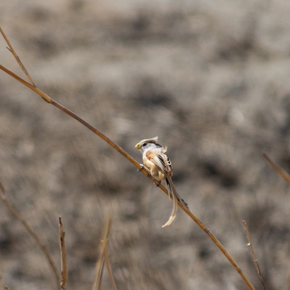 Reed Parrotbill - ML617410572