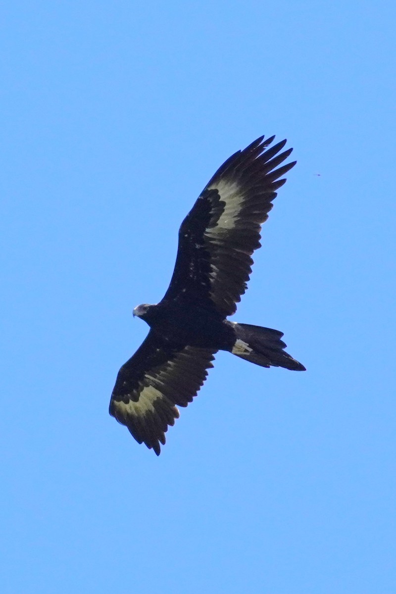 Wedge-tailed Eagle - Ellany Whelan