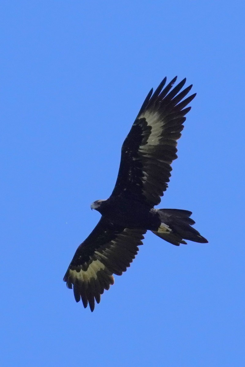 Wedge-tailed Eagle - Ellany Whelan