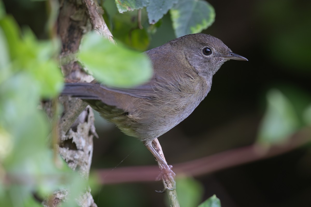 Knysna Warbler - Michael Buckham