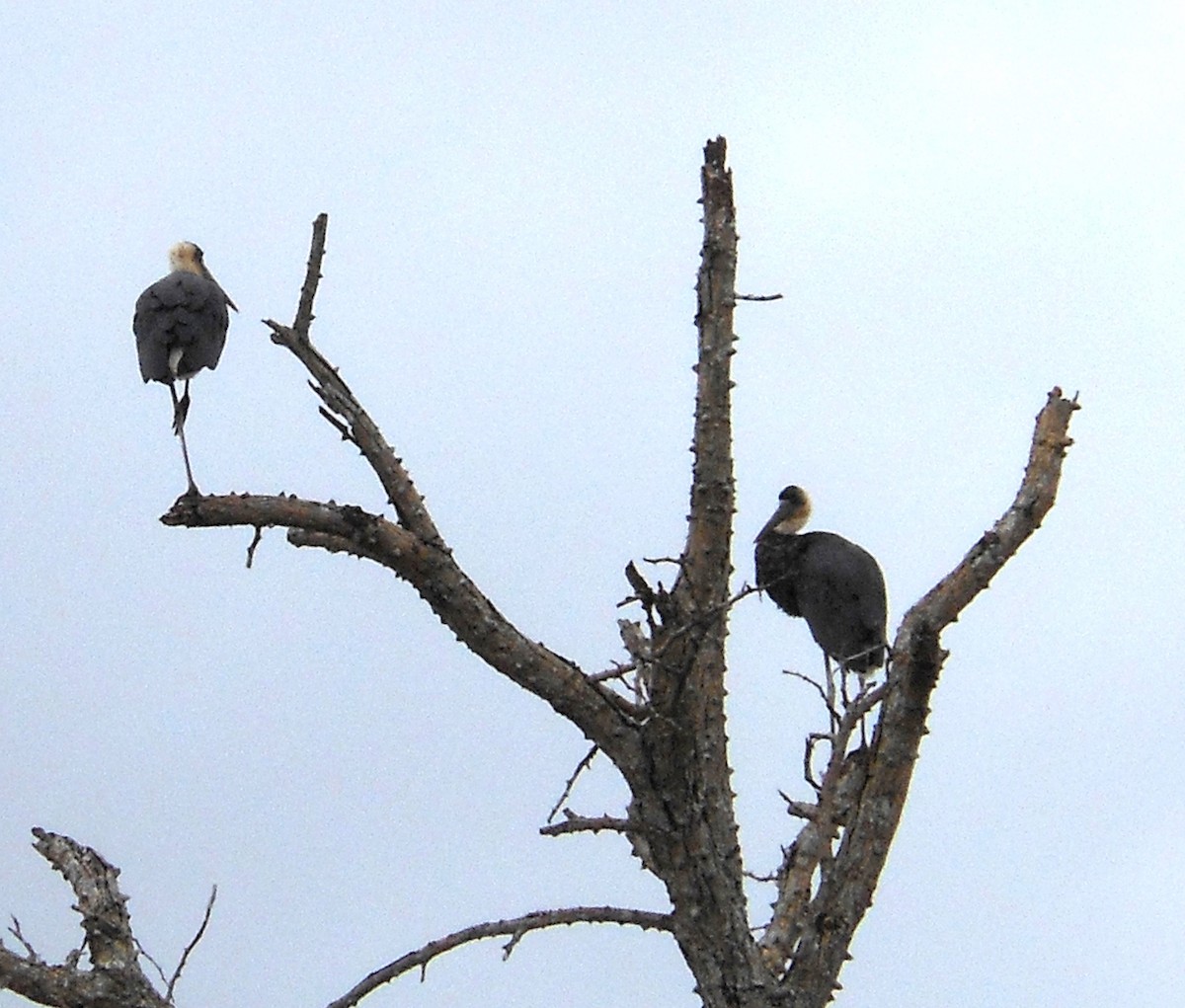 African Woolly-necked Stork - Bob Hargis