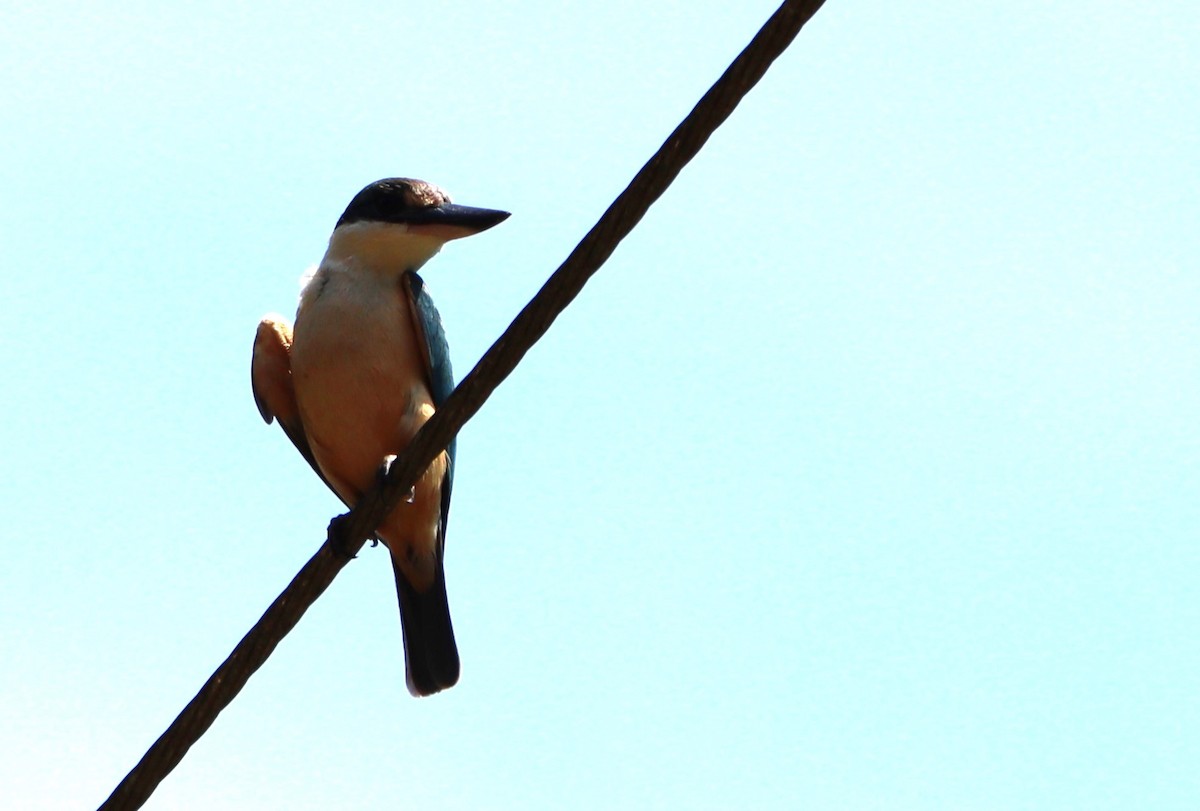 Sacred Kingfisher (New Caledonian) - ML617410610