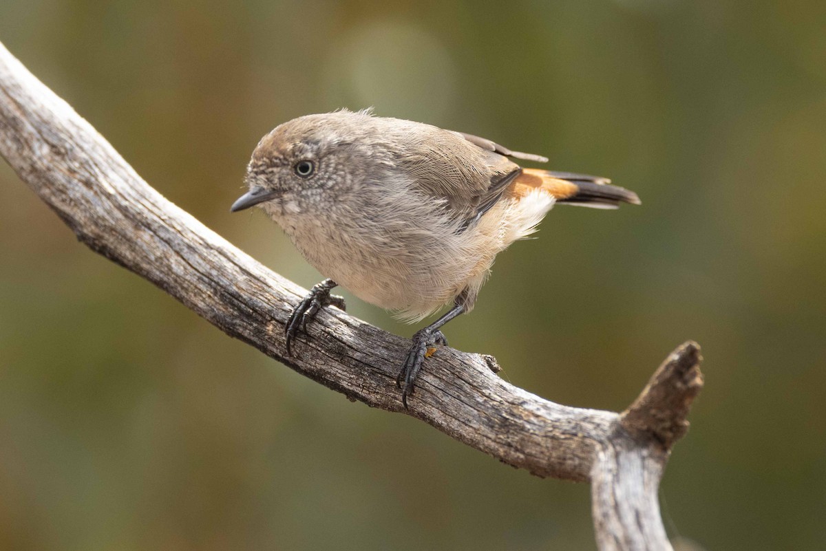 Chestnut-rumped Thornbill - Eric VanderWerf