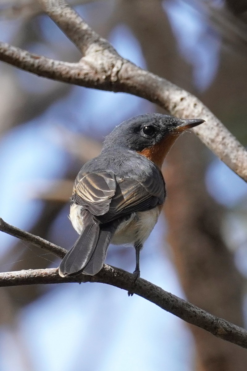 Leaden Flycatcher - Ellany Whelan