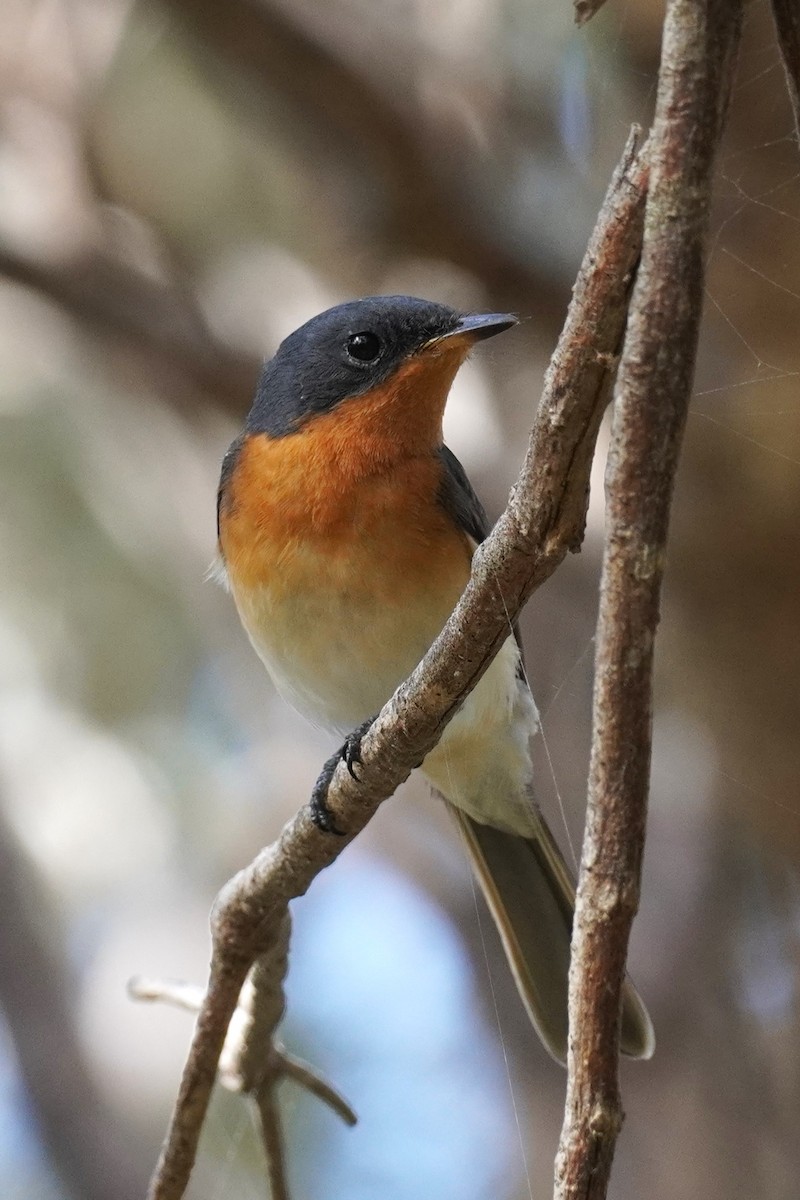 Leaden Flycatcher - Ellany Whelan