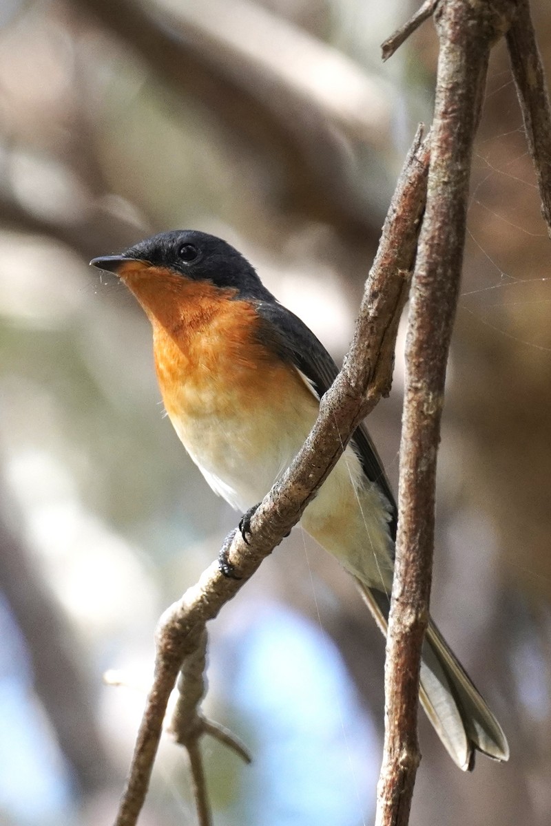 Leaden Flycatcher - Ellany Whelan