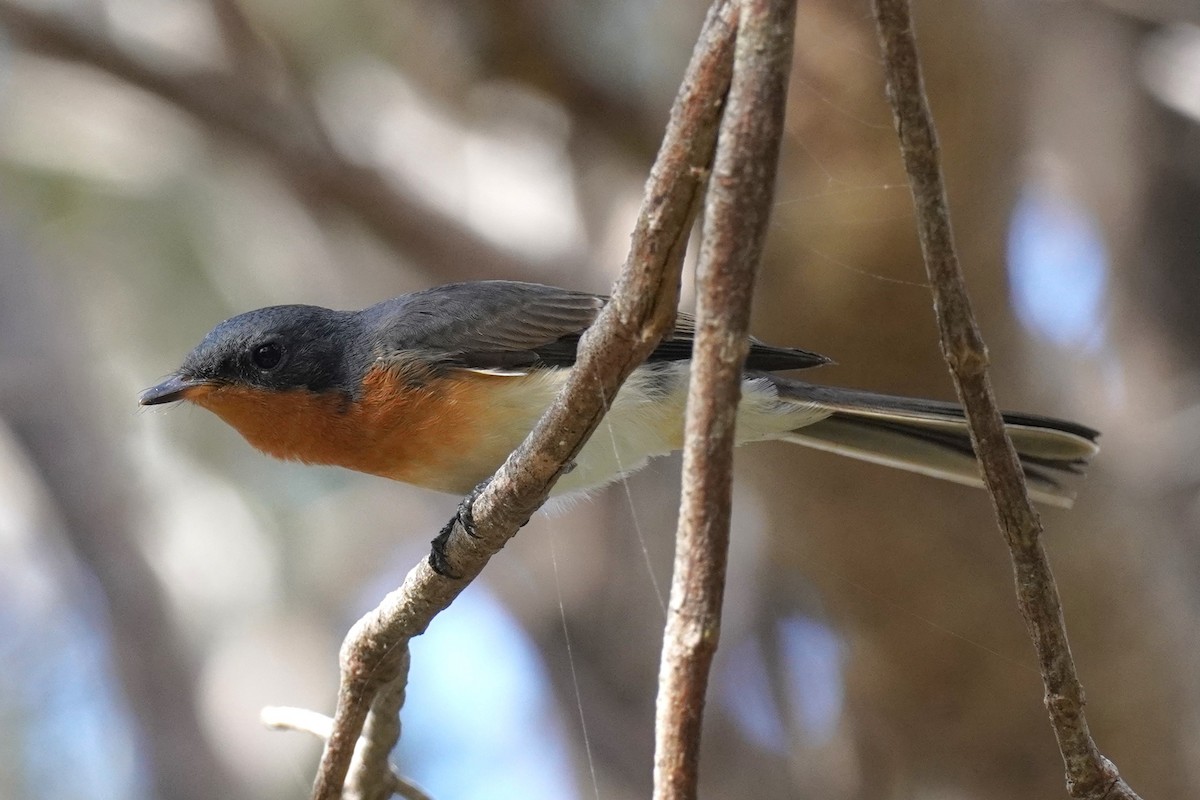 Leaden Flycatcher - ML617410619