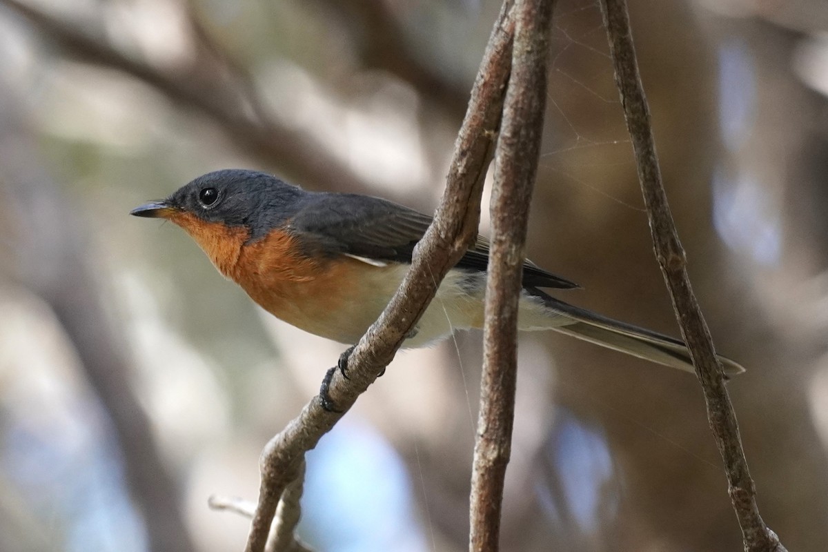 Leaden Flycatcher - Ellany Whelan