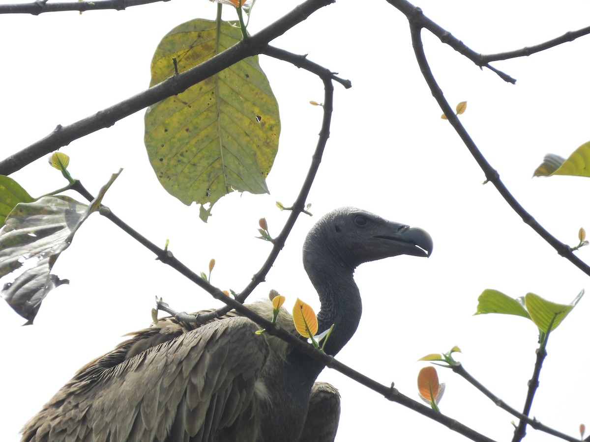 Slender-billed Vulture - Sudip Simha