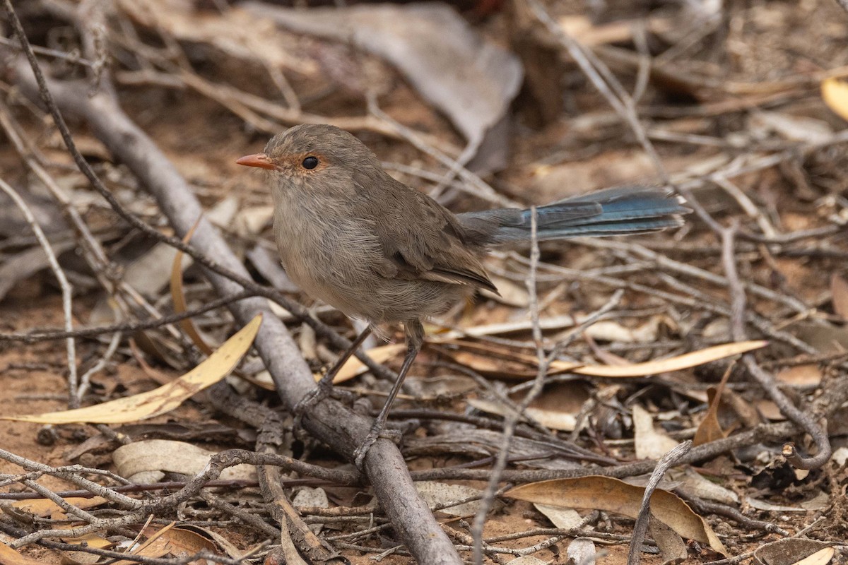 Splendid Fairywren - ML617410640