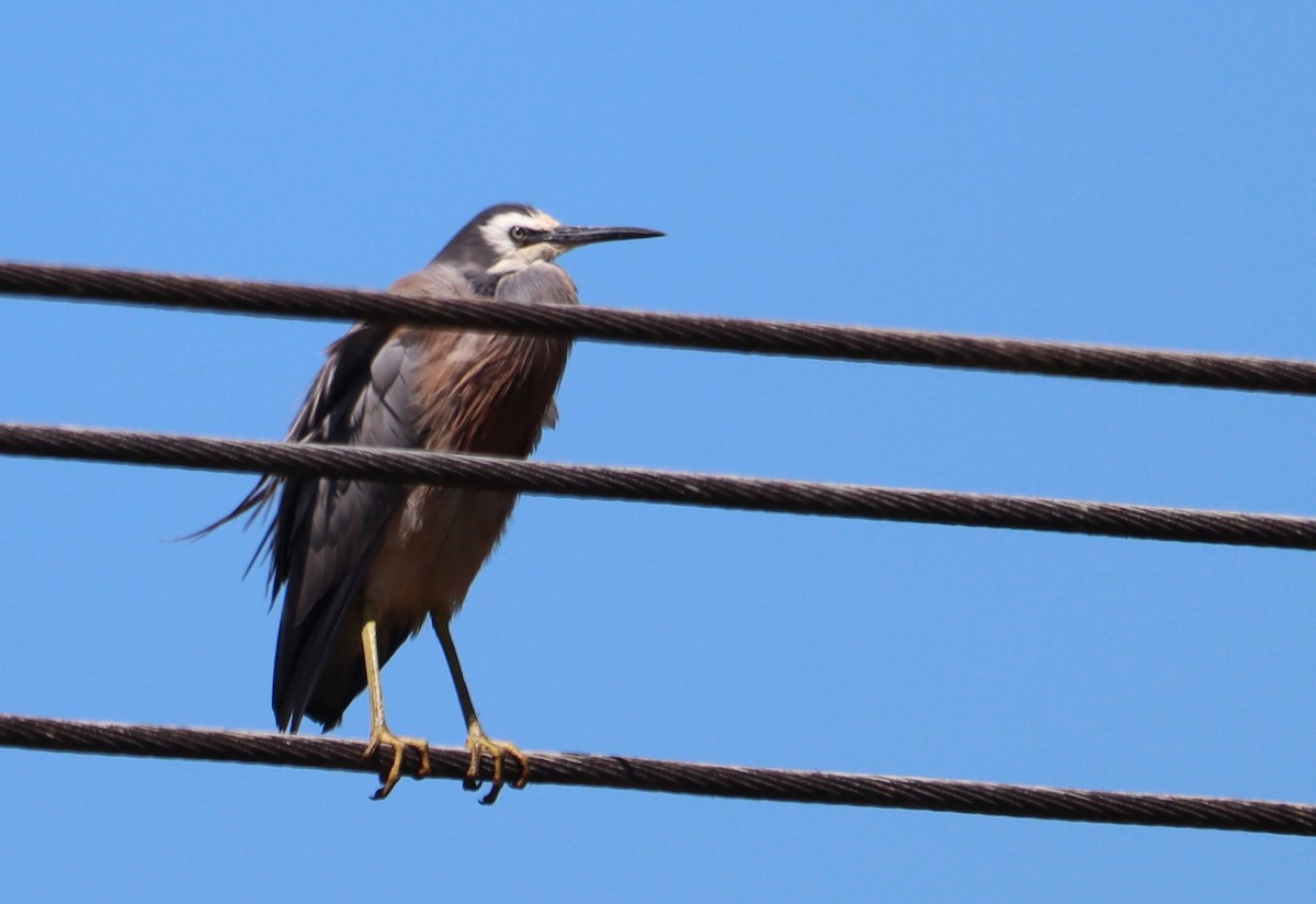 White-faced Heron - ML617410647