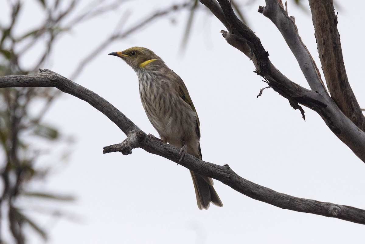 Yellow-plumed Honeyeater - ML617410665