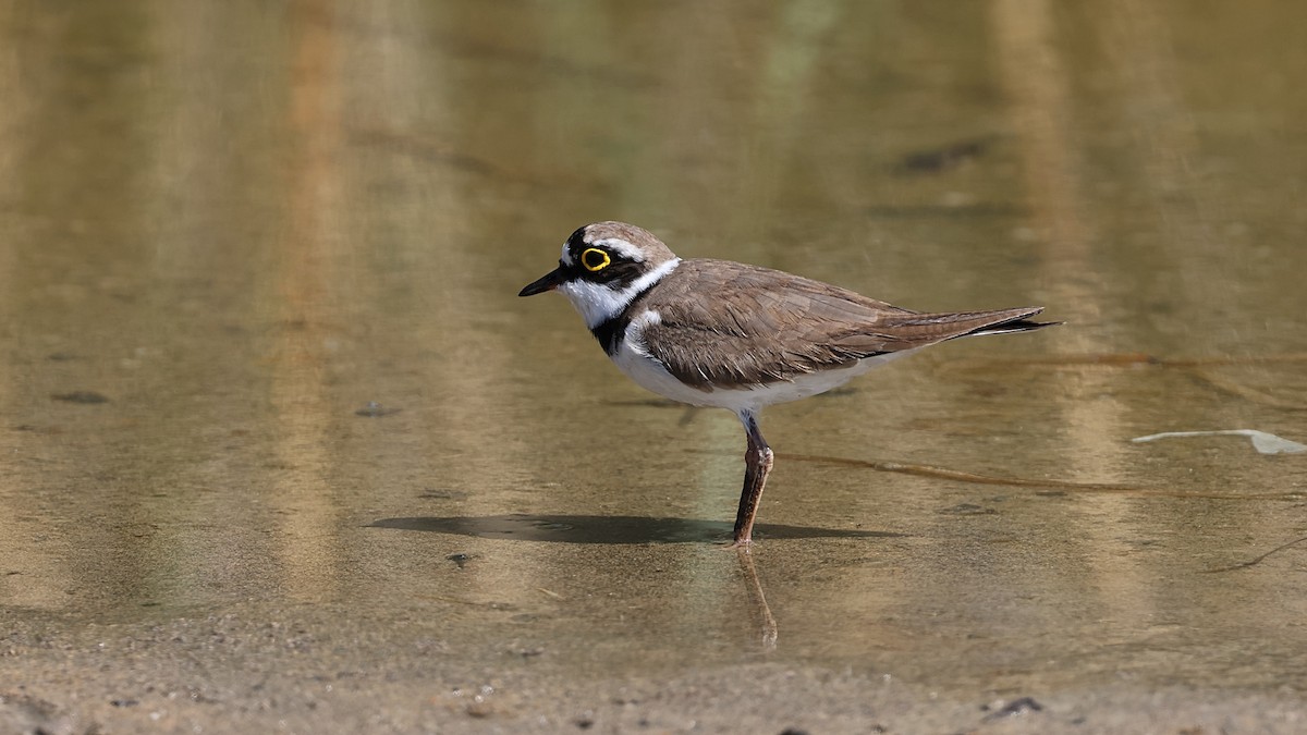 Little Ringed Plover - ML617410667