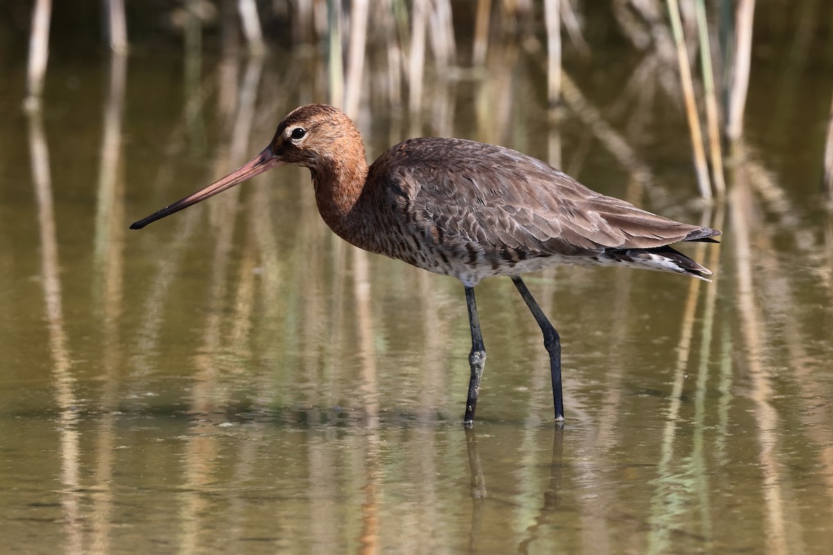 břehouš černoocasý - ML617410671