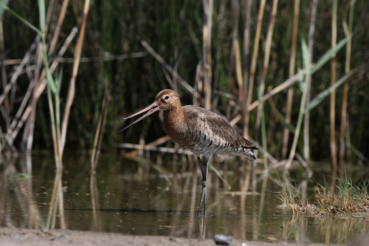 břehouš černoocasý - ML617410672