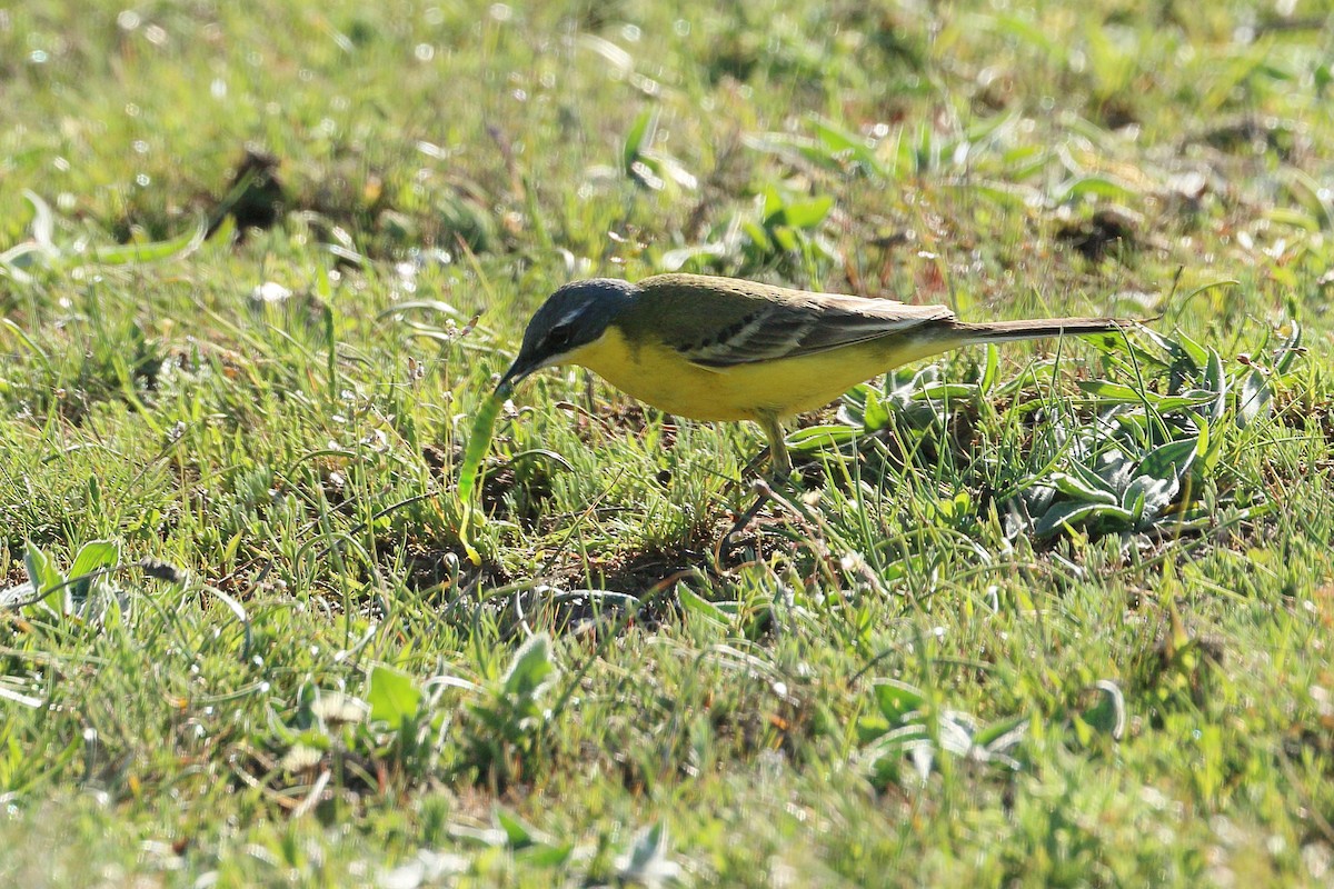 wagtail sp. - ML617410675