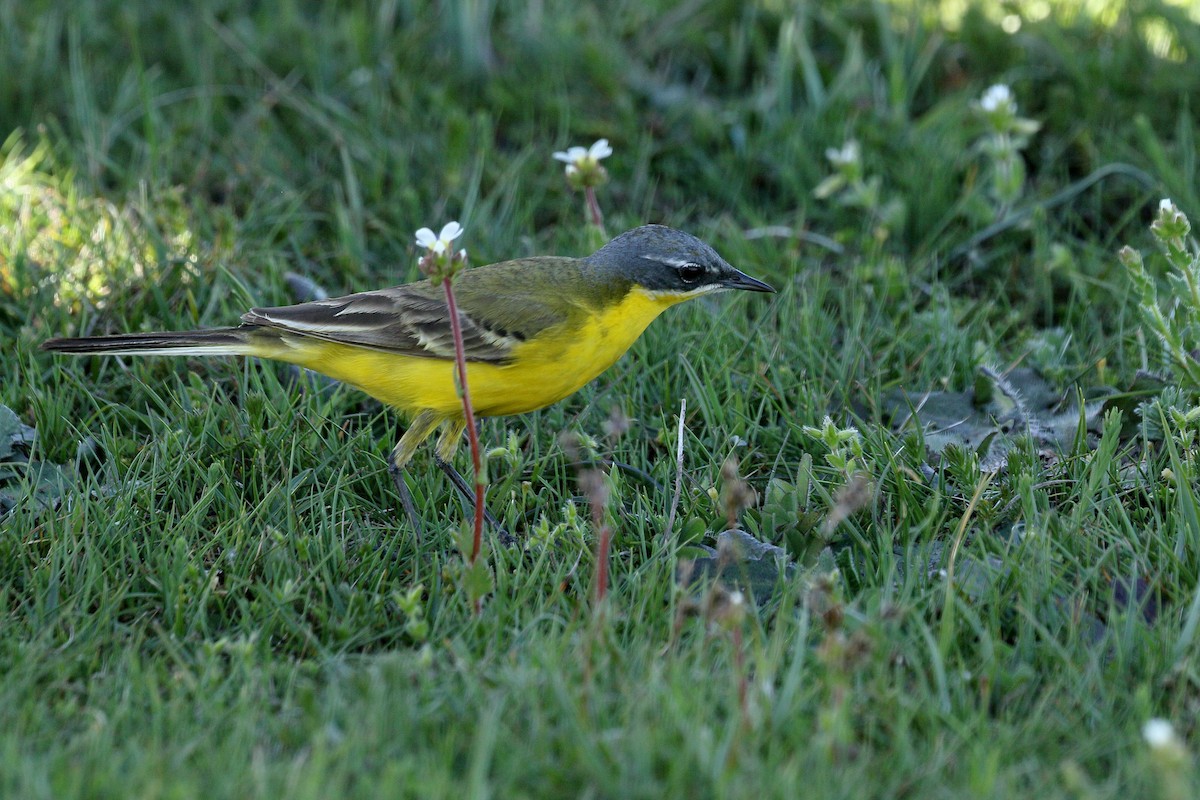 wagtail sp. - ML617410677