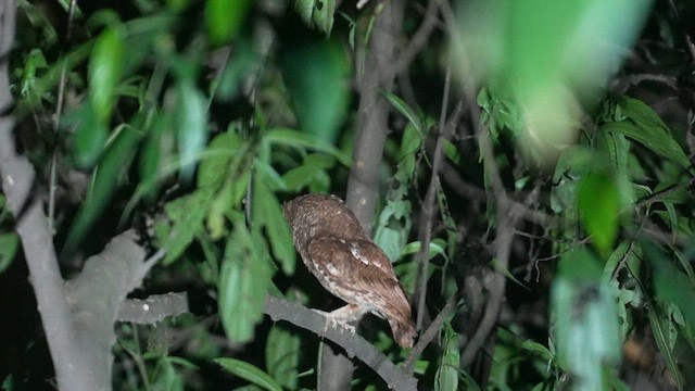 Mountain Scops-Owl - ML617410678