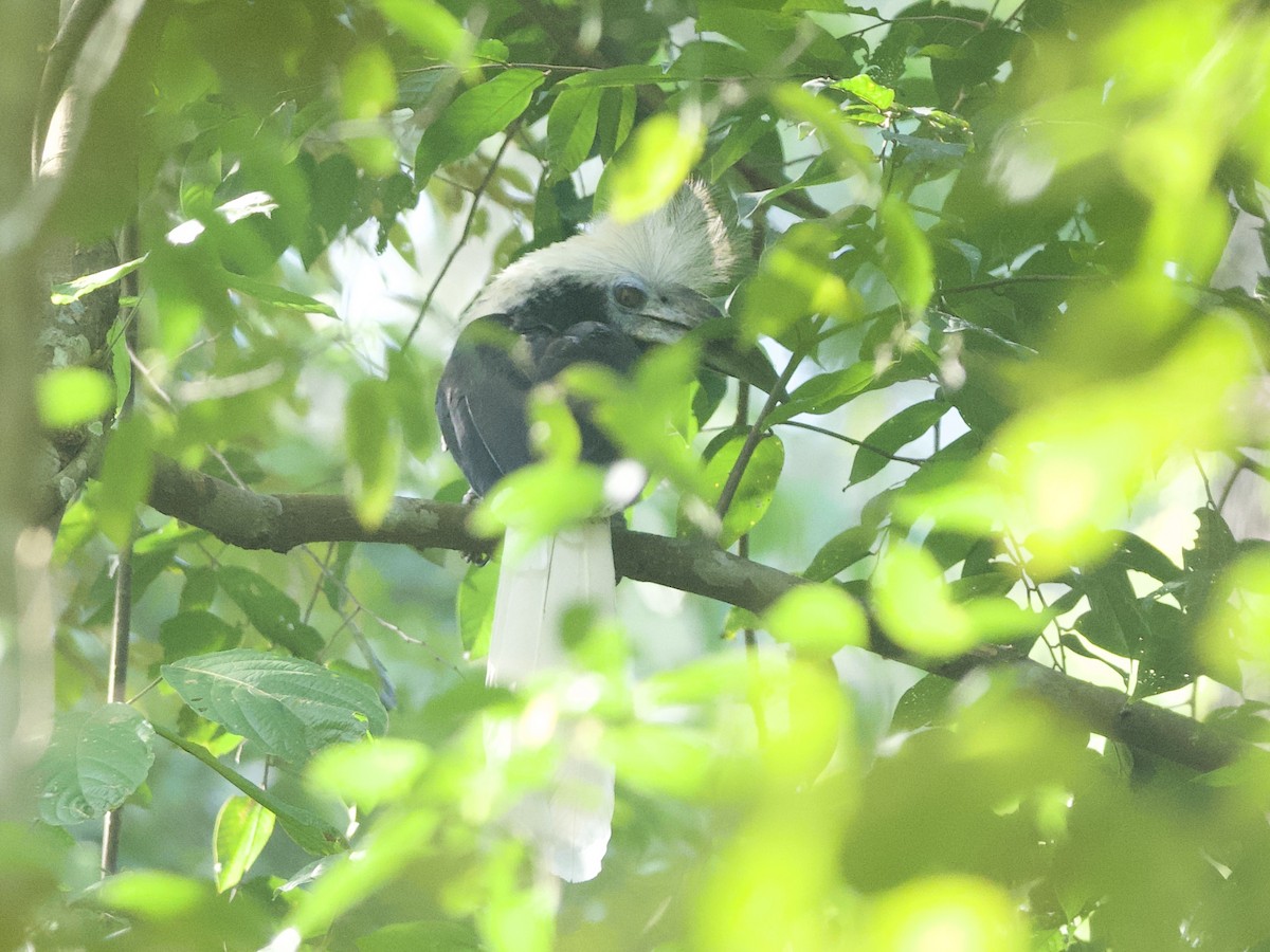 White-crowned Hornbill - ML617410683