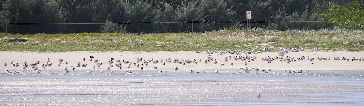 Great Crested Tern - Ellany Whelan